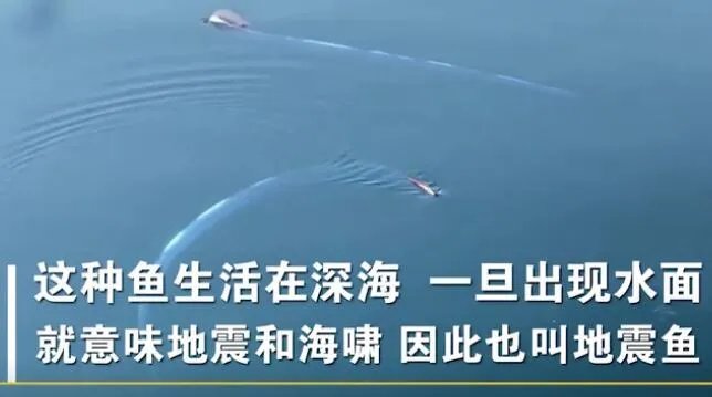 皇带鱼为什么叫地震鱼 皇带鱼能预测地震吗