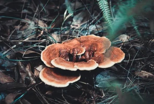 灵芝的年份越久功效越好吗  灵芝长的时间是不是越长越好