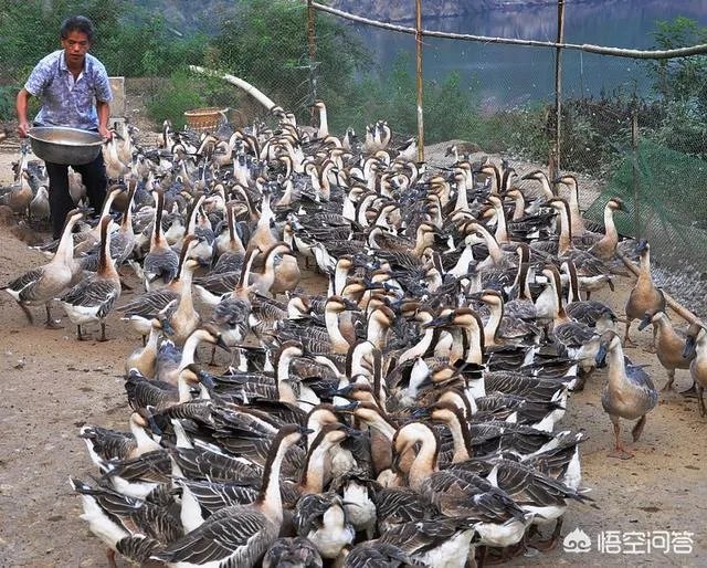 丁磊养猪，腾讯养鹅，大佬们为何“不务正业”？