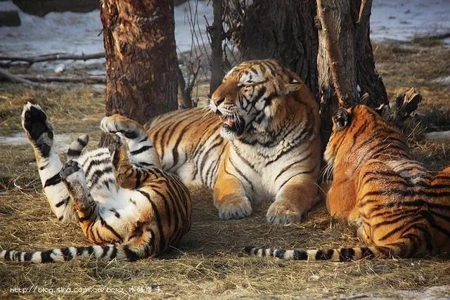 哈尔滨的东北虎林园好玩吗？