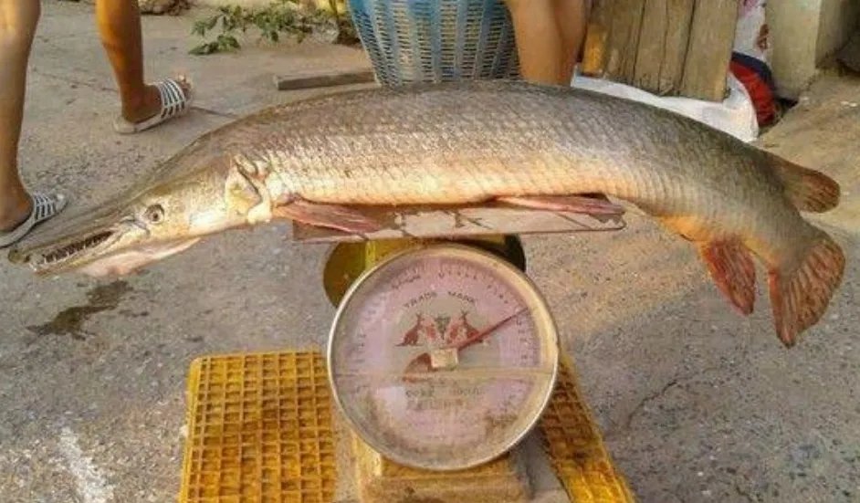 网购小鱼收到泰国鳄