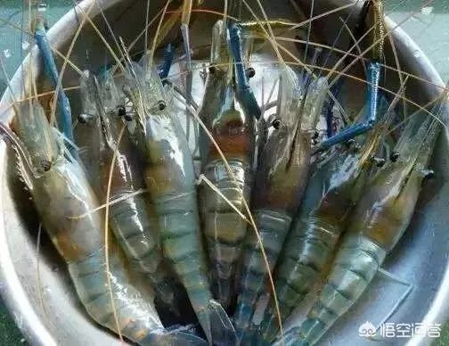 怎么挑选最鲜的海鲜？