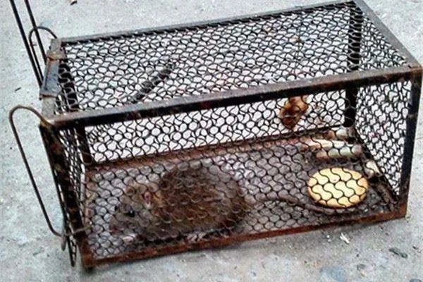 江西大余全民灭鼠，老鼠的消失会对居民有什么影响？