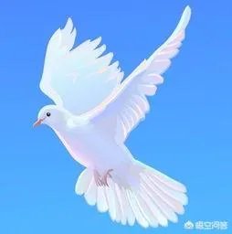 北京哪里有鸽子交易市场？