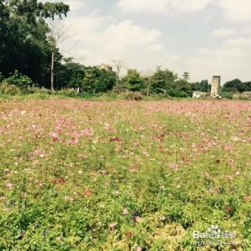 深圳观澜版画村怎么去，好不好玩？