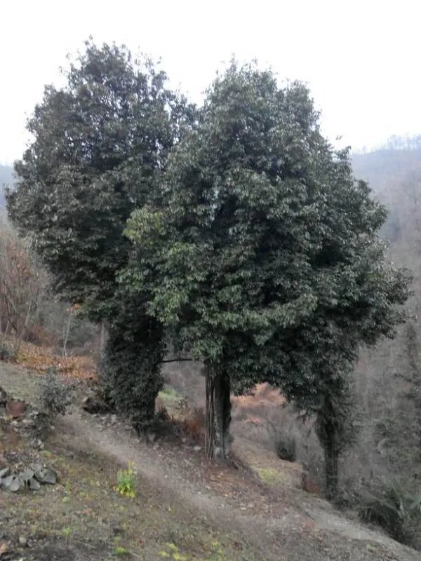 汉阴县有招商银行吗