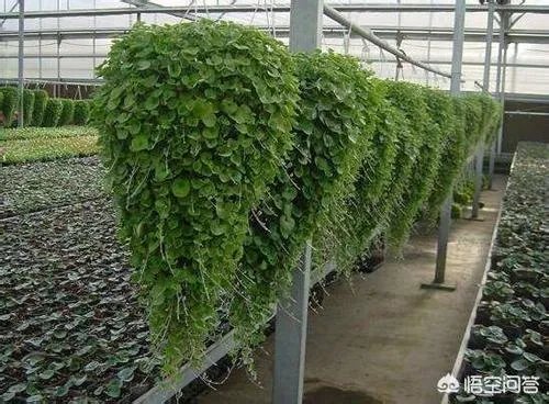 民间俗称“乌枪头”的植物有何奇效？