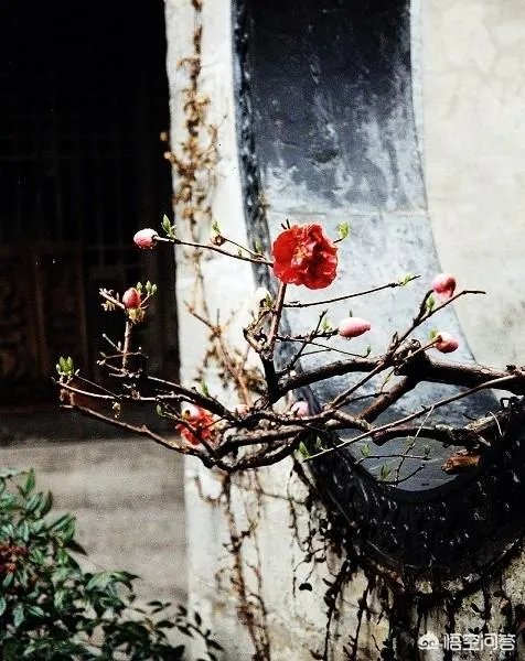 下联：墙里开花墙外红，上联如何对？