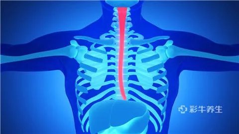 食道癌手术后饮食大全