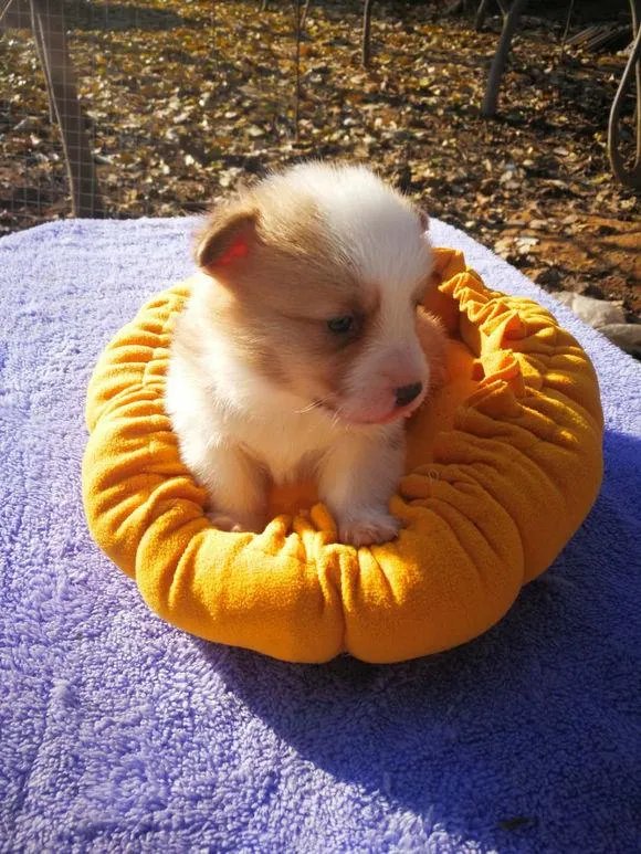 养柯基是怎样一种体验？