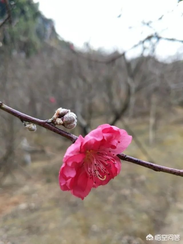 广东佛山的西樵山好玩吗？