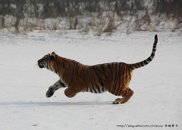 哈尔滨的东北虎林园好玩吗？