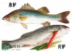 海鲈鱼多少钱一斤2017？淡水鲈鱼多少钱一斤？