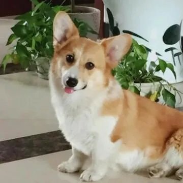 养柯基是怎样一种体验？