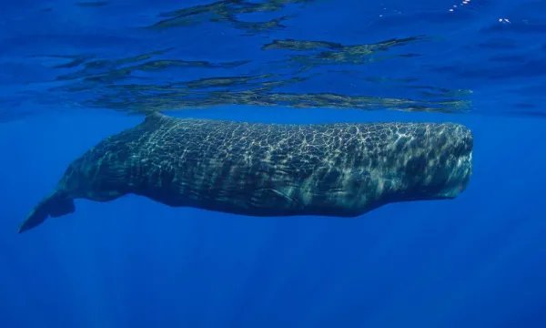 世界上最大的哺乳动物是什么？