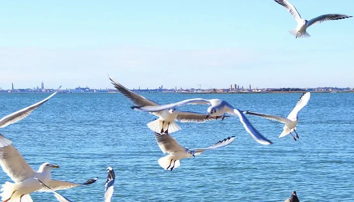 海上清洁工是什么鸟