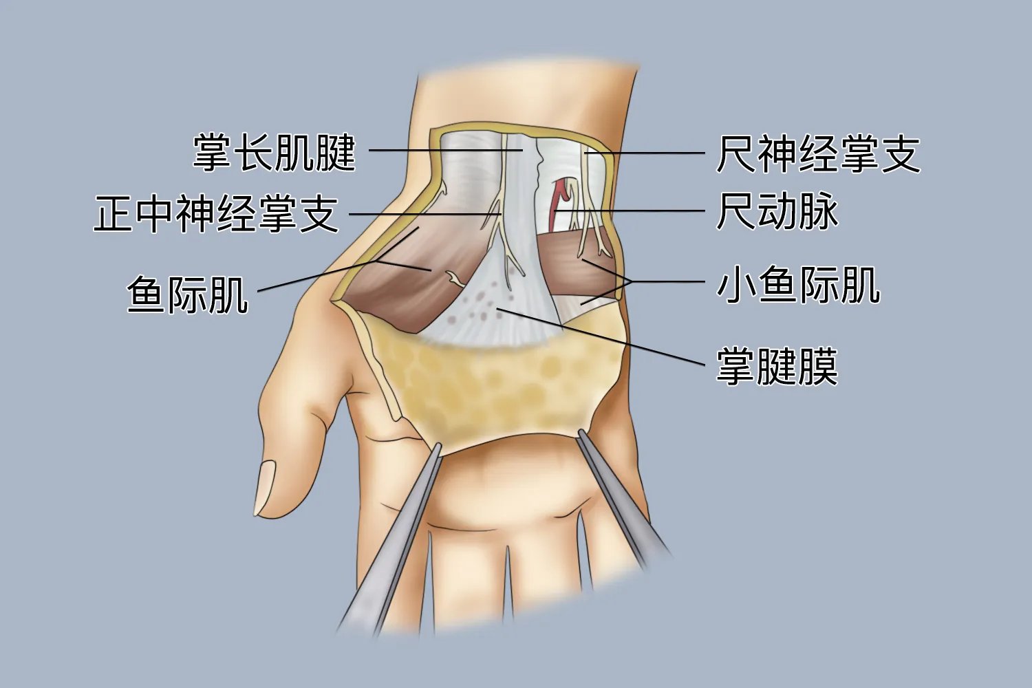 右手掌的各部位名称及图片
