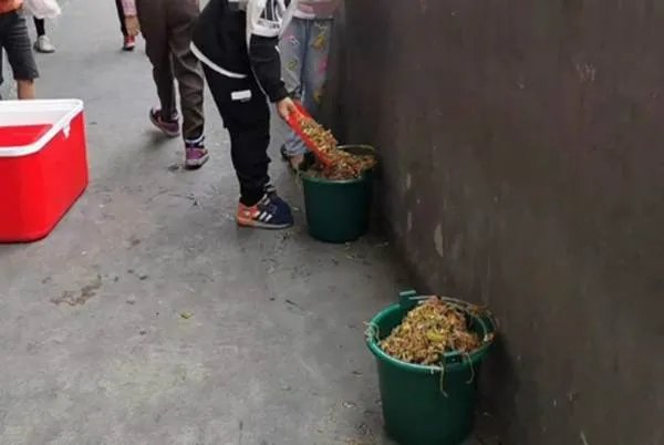 学生集体倒掉营养餐，为何原因却让大家出乎意料？