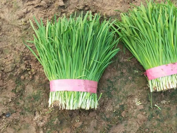 驴肉饺子馅配什么菜最好