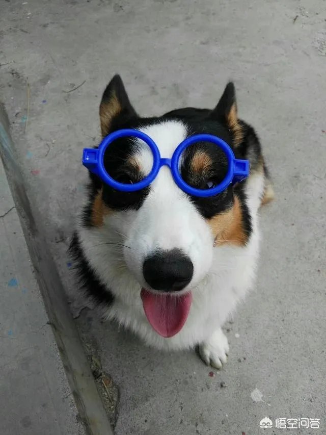 养柯基是怎样一种体验？