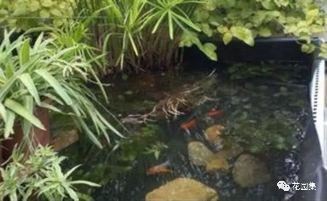 纯天然庭院鱼池打造攻略，生态、省心又实惠！赶紧收藏