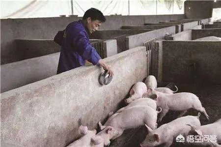 国内突发非洲猪瘟疫情，养殖户该如何诊断确诊非洲猪瘟？