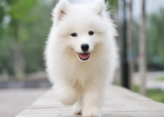 北京能养萨摩吗？