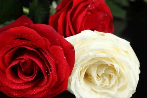 19朵玫瑰花代表什么意思 送玫瑰花几朵各代表什么