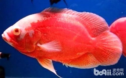 地图鱼的常见病