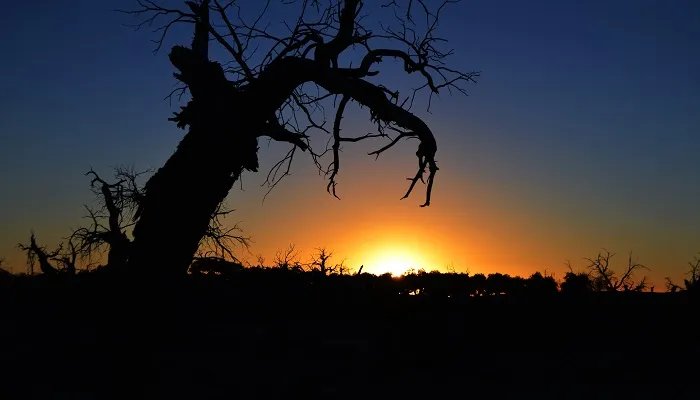 哪种植物被称为痒痒树