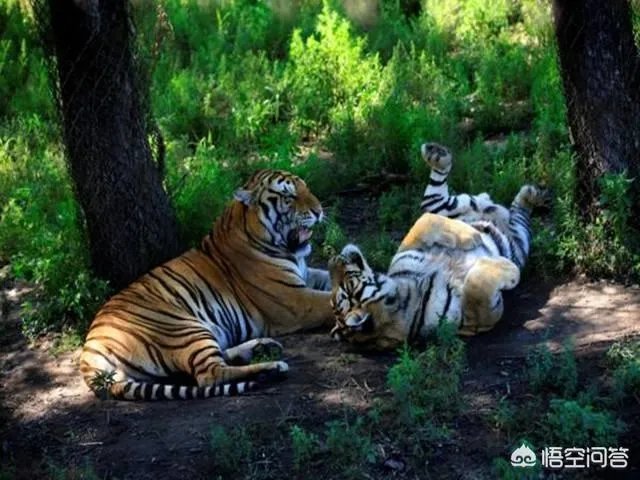 哈尔滨的东北虎林园好玩吗？