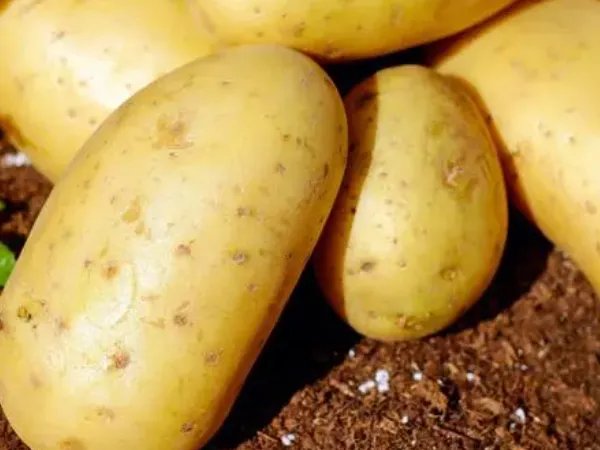 驴肉饺子馅配什么菜最好