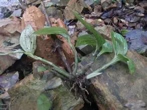 这是什么植物，是贵州地宝兰吗