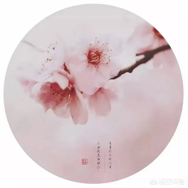 下联：墙里开花墙外红，上联如何对？