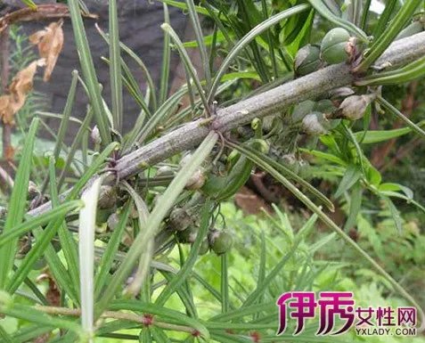 黄精的功效与作用