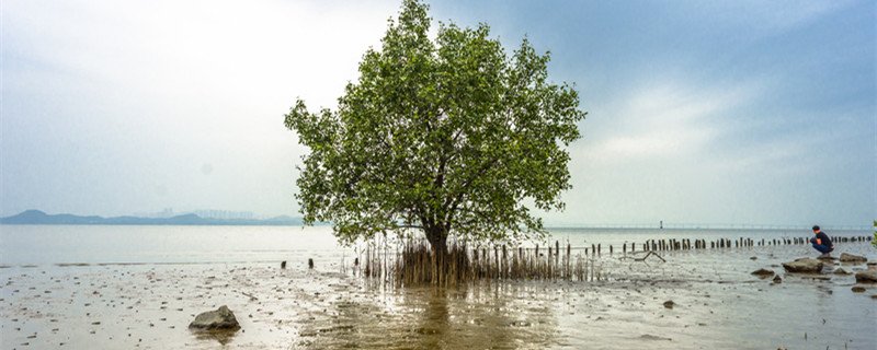 哪种植物被称为痒痒树