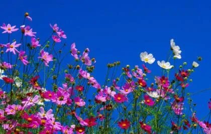 格桑花寓意着什么意思