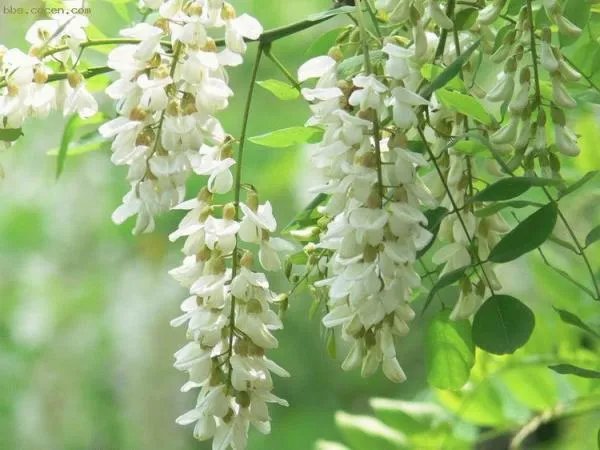 槐花几时开的歌曲背景