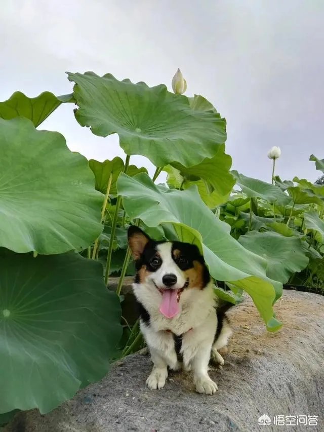 养柯基是怎样一种体验？