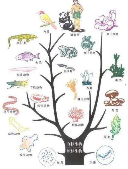 科学家证实，人类是从鱼类进化来的，进化过程大概是怎样的？
