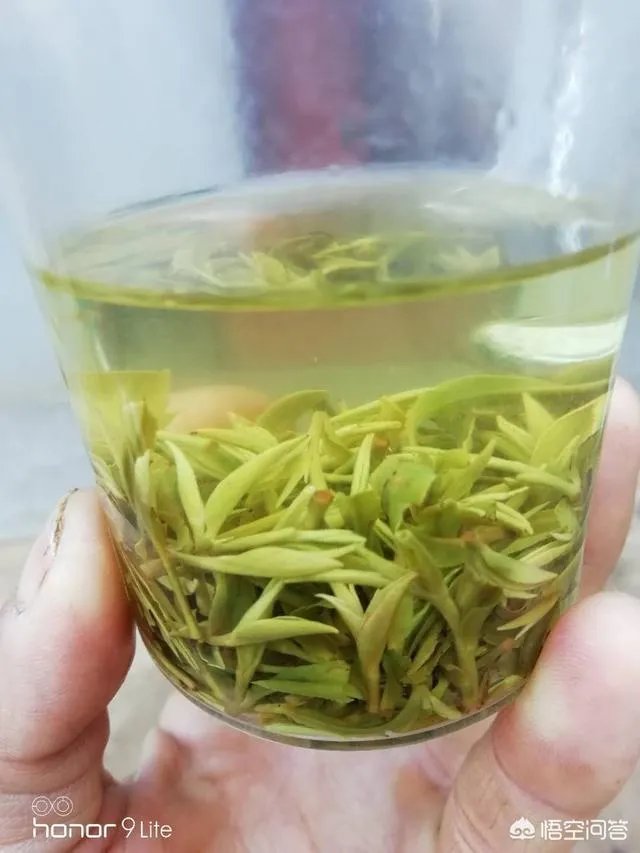 如何辨别信阳毛尖新茶？