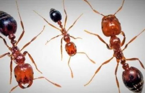 世界上最毒的虫子