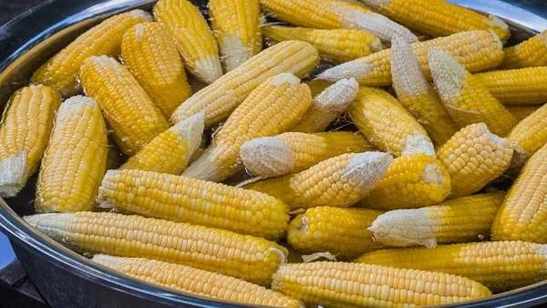 山东玉米价格是多少？