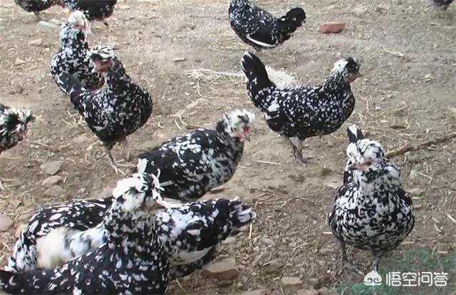 怎样养殖贵妃鸡？