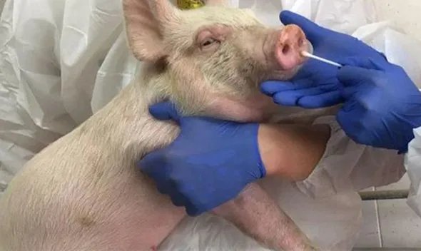 新型猪流感病毒，这种病毒看不见摸不着吗？