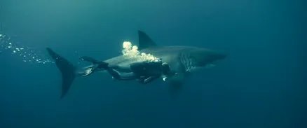 啦跪求姜文配音版《海洋》纪录片种子或下载地址，720P以上，最好是1080P。不要法语或日语的。