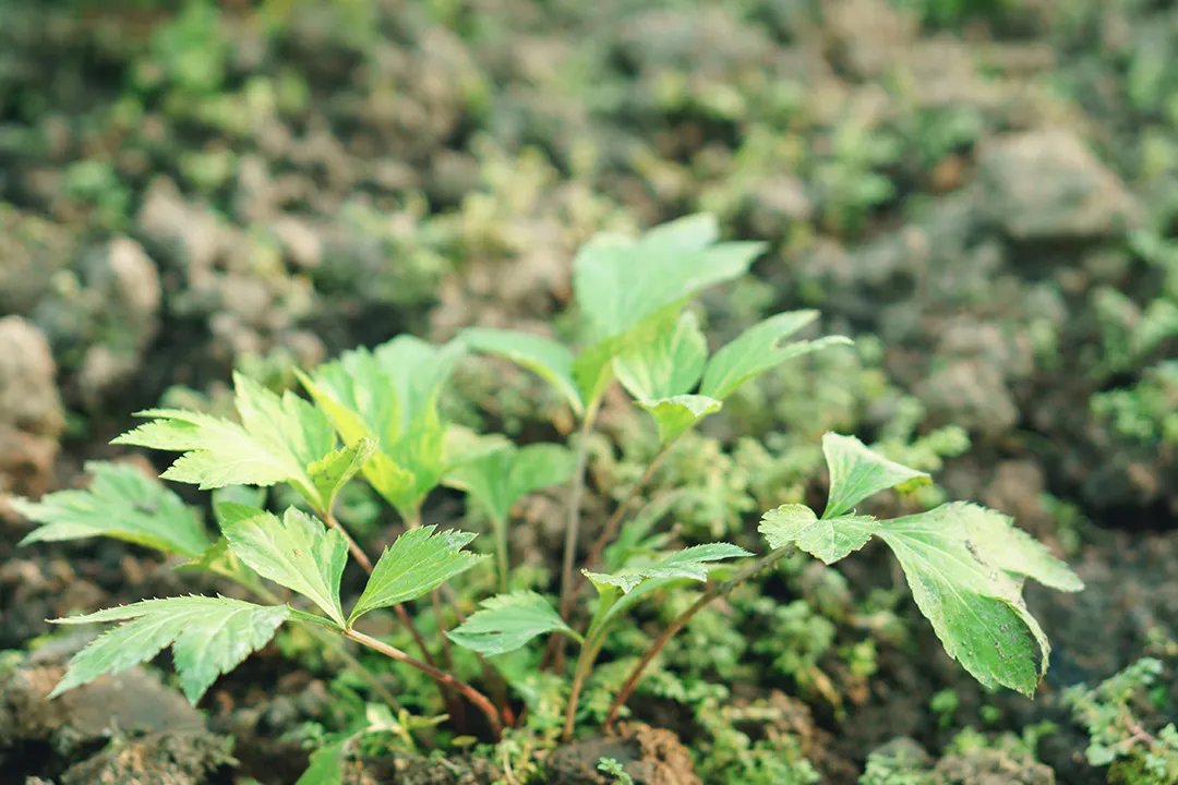 艾蒿的功效与作用