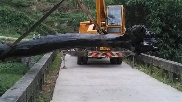 四川劳动镇挖出一巨型乌木，多方紧急介入，巨型乌木的价值几何？