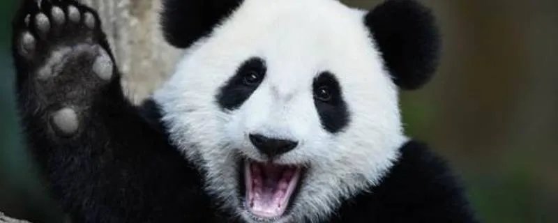 世界野生生物基金会会徽是哪种动物