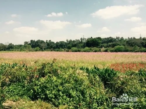 深圳观澜版画村怎么去，好不好玩？